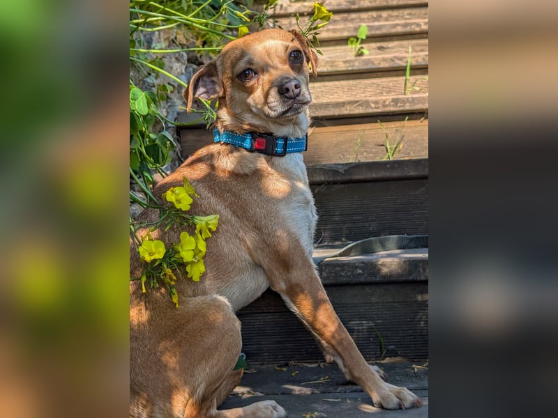 Kleine Lila wartet in Portugal auf unserem Tierschutzhof!