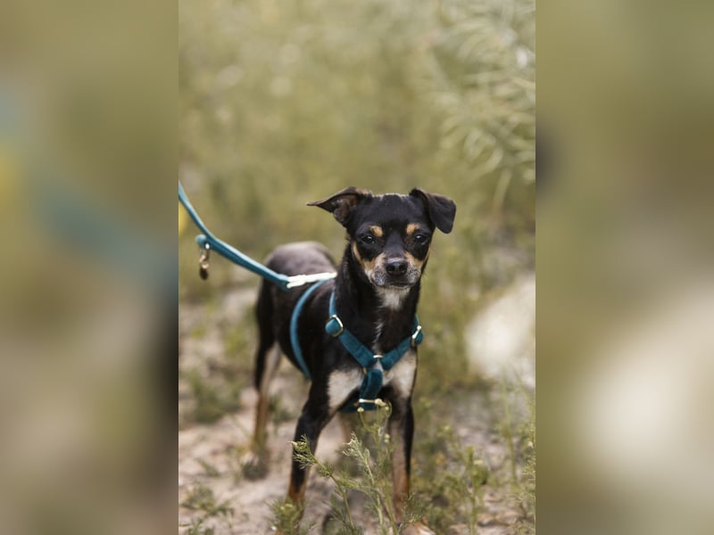 Pflegehund Paulo wartet in 49324 Melle auf dich!