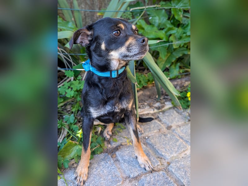 Kleine Kimi wartet auf unserem Tierschutzhof in Portugal!