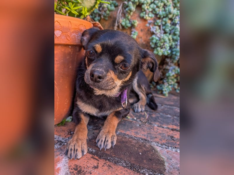 Kleine Pebbles wartet in Portugal auf unserem Tierschutzhof!