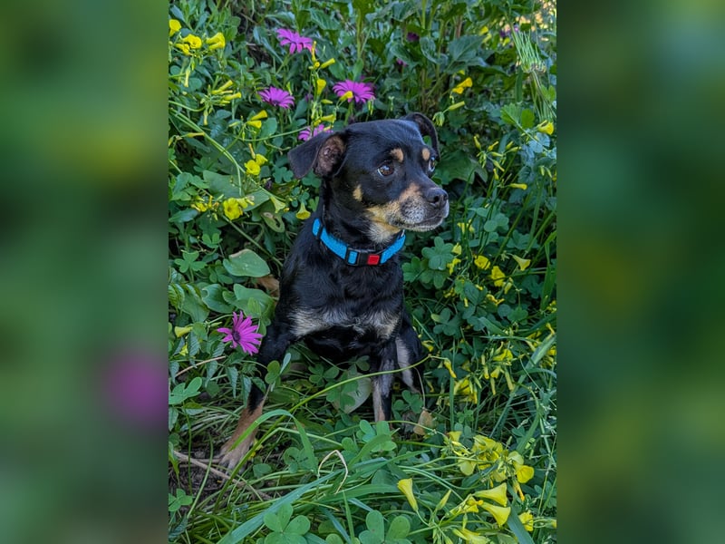 Kleine Kimi wartet auf unserem Tierschutzhof in Portugal!