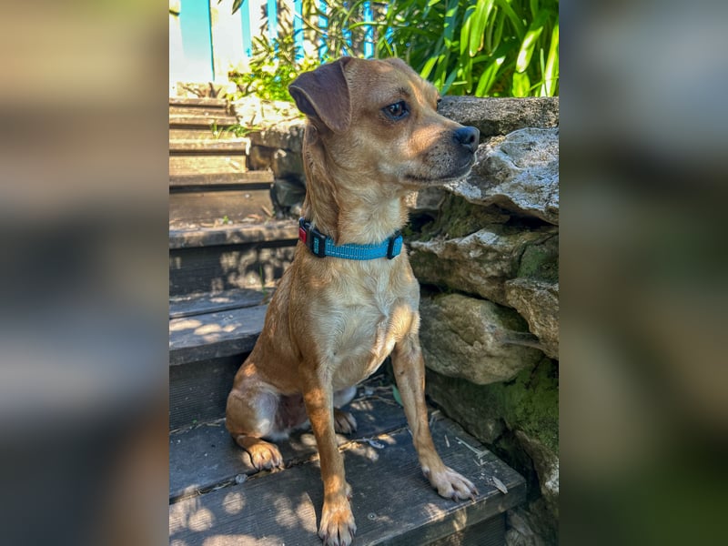 Kleine Lila wartet in Portugal auf unserem Tierschutzhof!