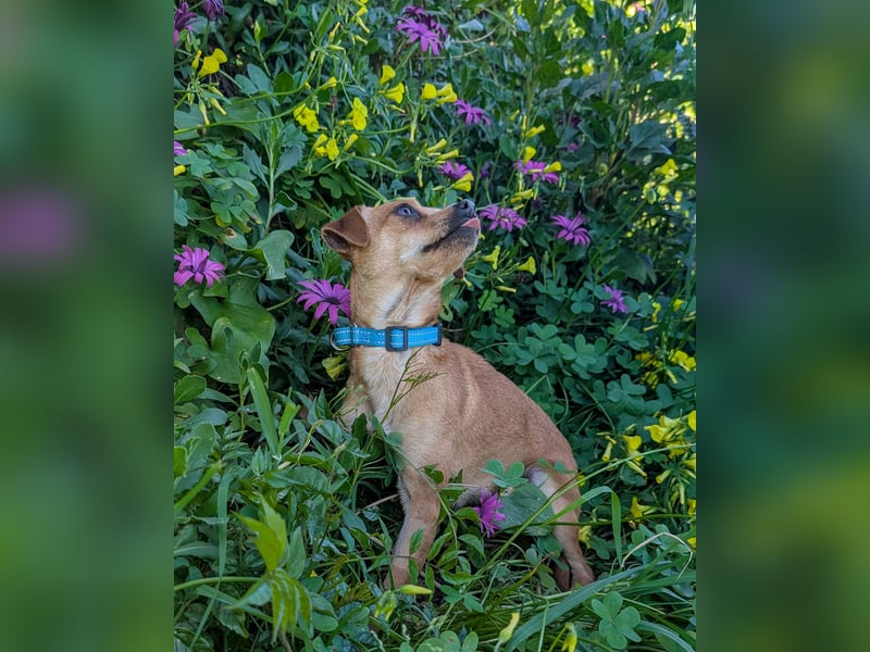 Kleine FIlly wartet in Portugal auf unserem Tierschutzhof!