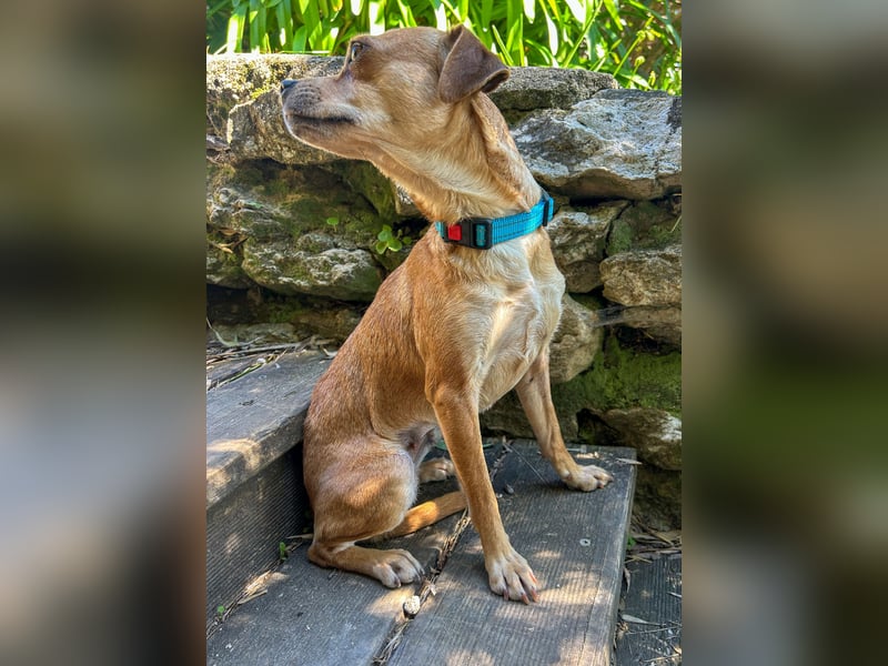 Kleine Lila wartet in Portugal auf unserem Tierschutzhof!