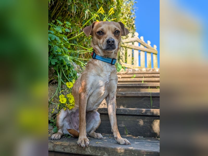 Kleine Lila wartet in Portugal auf unserem Tierschutzhof!