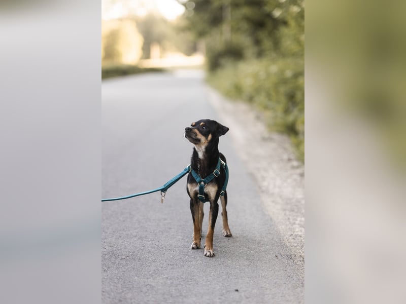 Pflegehund Paulo wartet in 49324 Melle auf dich!