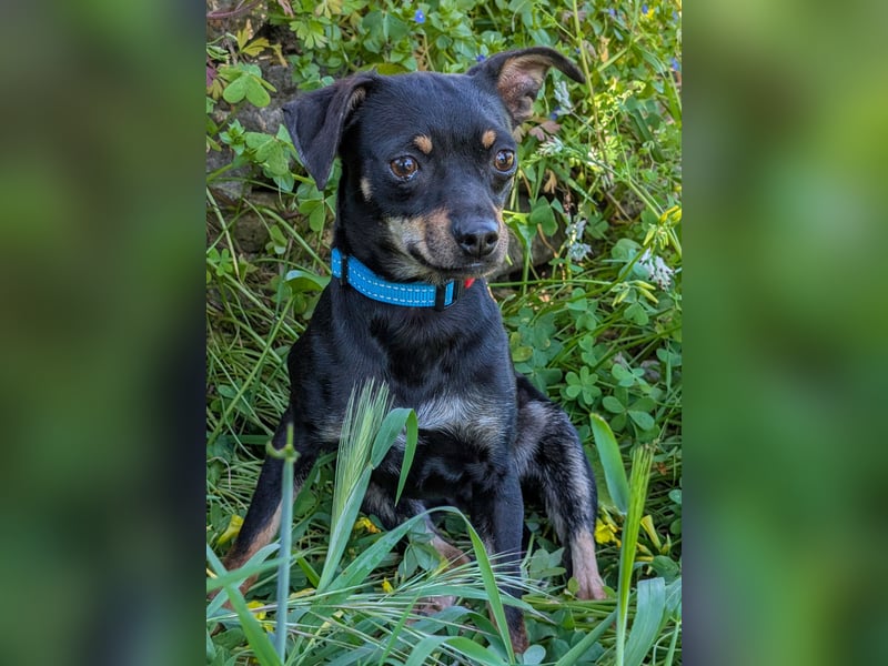 Kleine Kiri wartet in Portugal auf unserem Tierschutzhof!