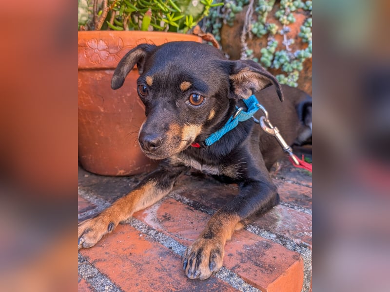 Kleine Kiri wartet in Portugal auf unserem Tierschutzhof!