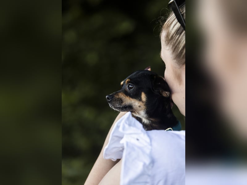 Pflegehund Paulo wartet in 49324 Melle auf dich!