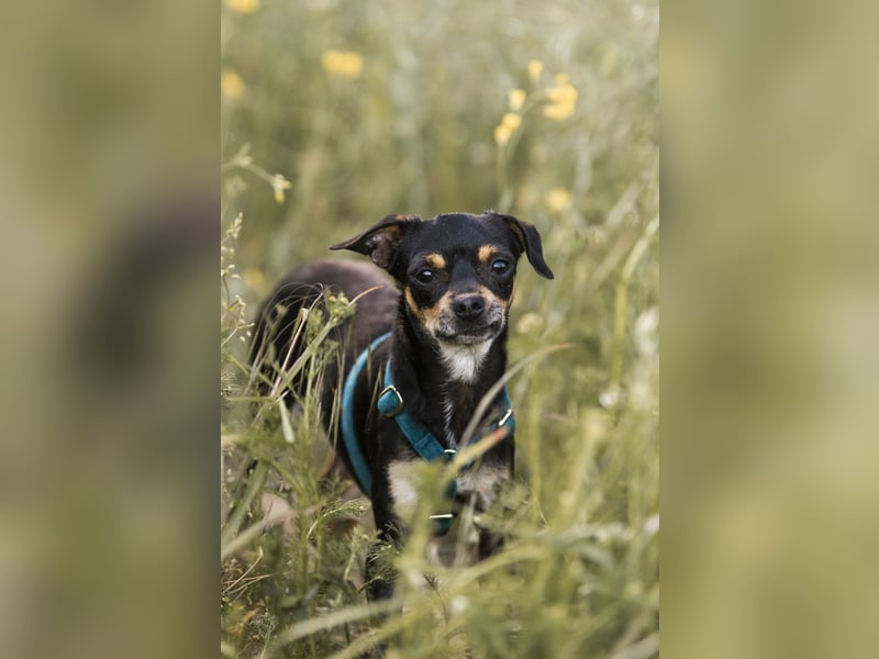 Pflegehund Paulo wartet in 49324 Melle auf dich!