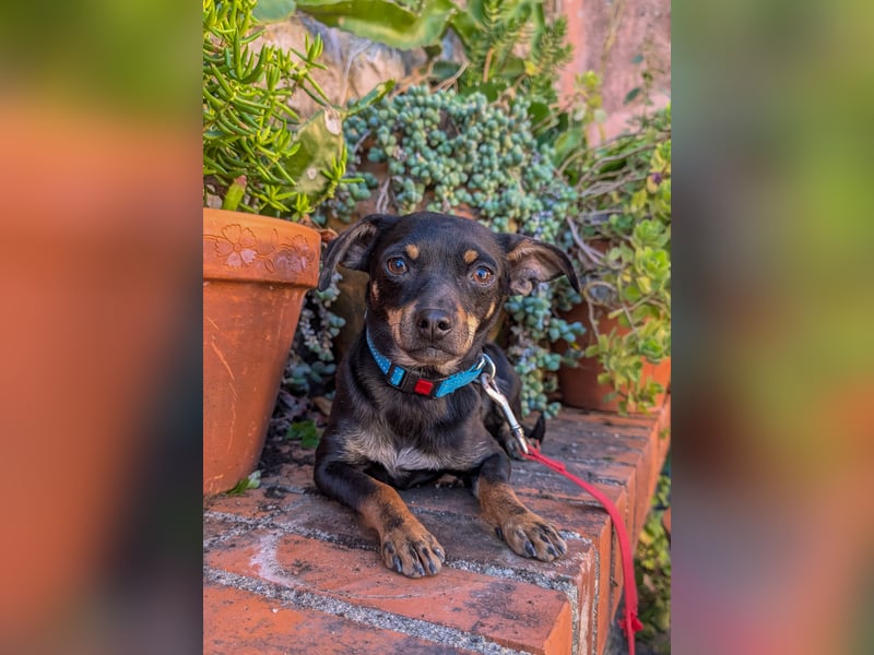 Kleine Kiri wartet in Portugal auf unserem Tierschutzhof!