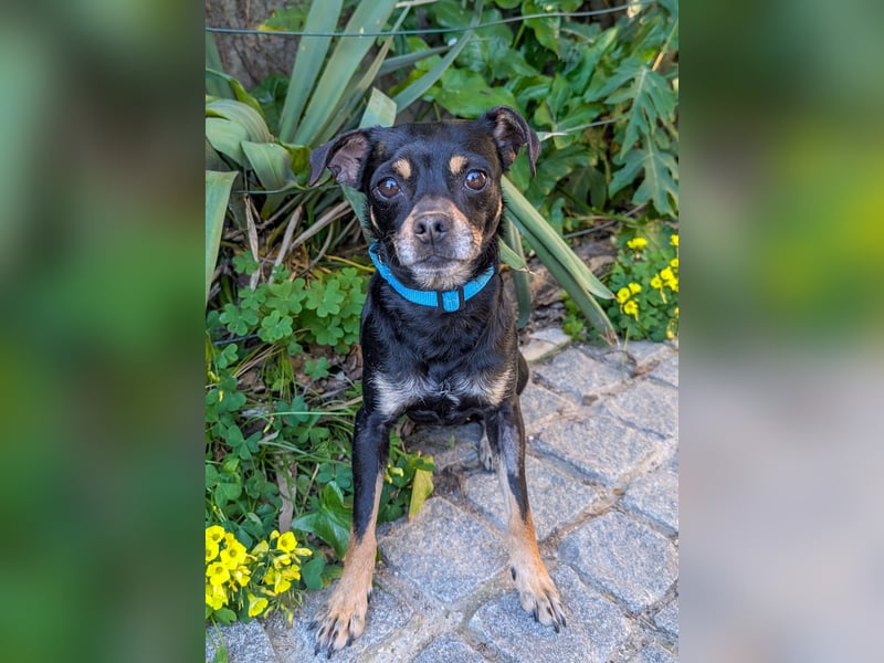 Kleine Kimi wartet auf unserem Tierschutzhof in Portugal!