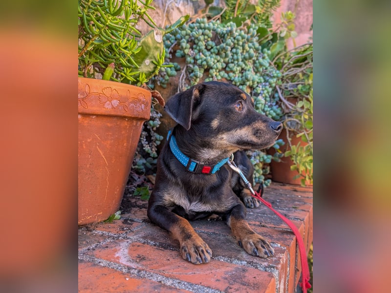 Kleine Kiri wartet in Portugal auf unserem Tierschutzhof!