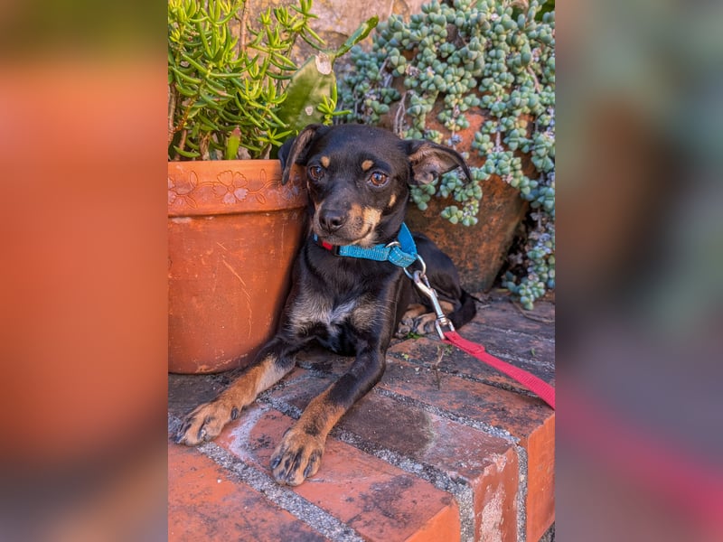 Kleine Kiri wartet in Portugal auf unserem Tierschutzhof!