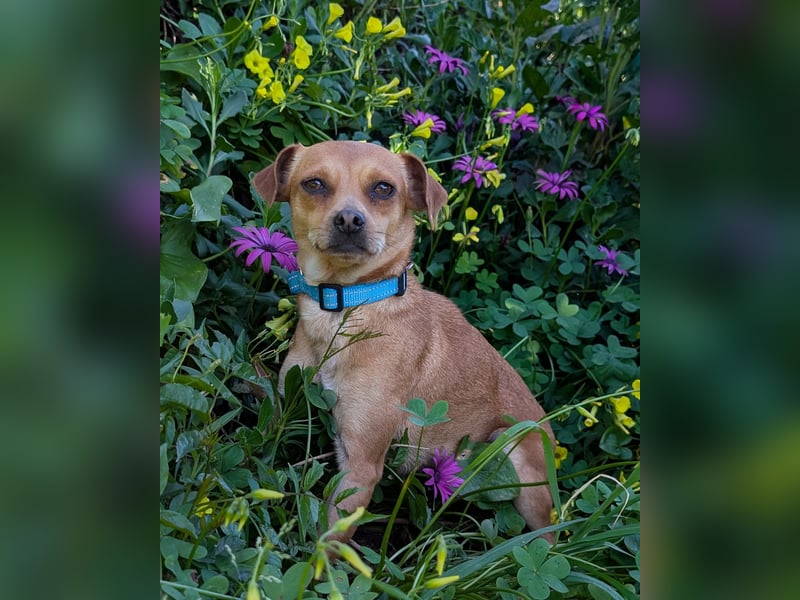 Kleine FIlly wartet in Portugal auf unserem Tierschutzhof!