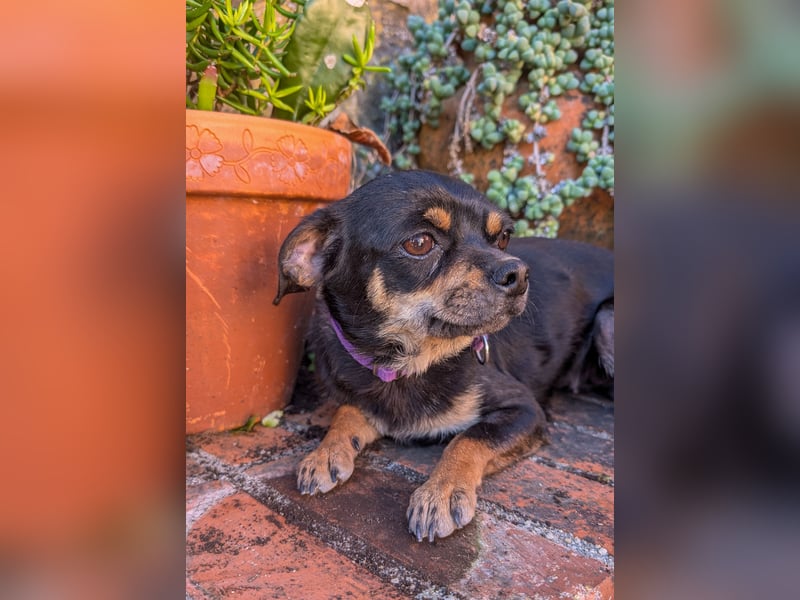 Kleine Pebbles wartet in Portugal auf unserem Tierschutzhof!