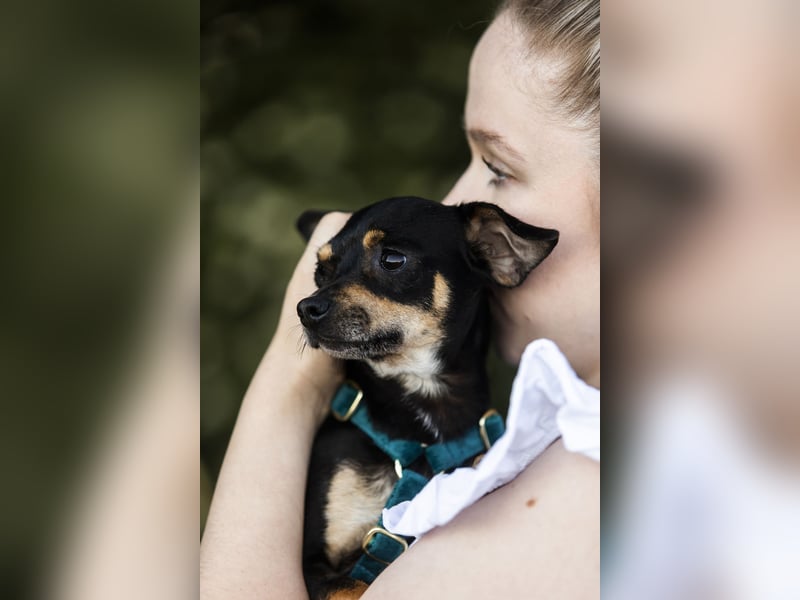 Pflegehund Paulo wartet in 49324 Melle auf dich!