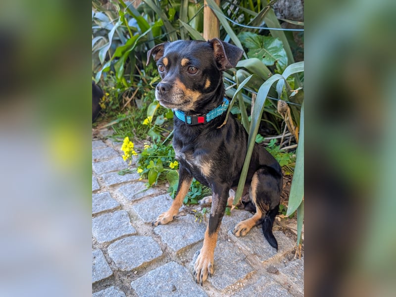 Kleine Kimi wartet auf unserem Tierschutzhof in Portugal!