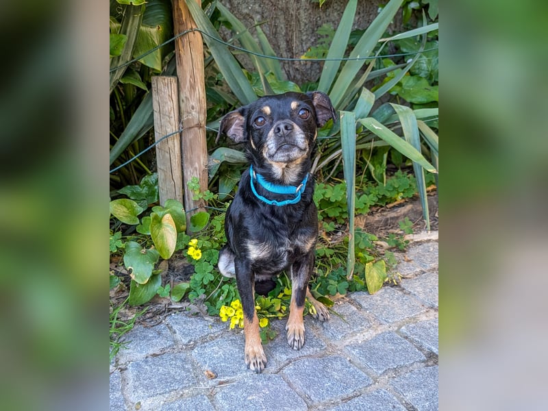 Kleine Kimi wartet auf unserem Tierschutzhof in Portugal!