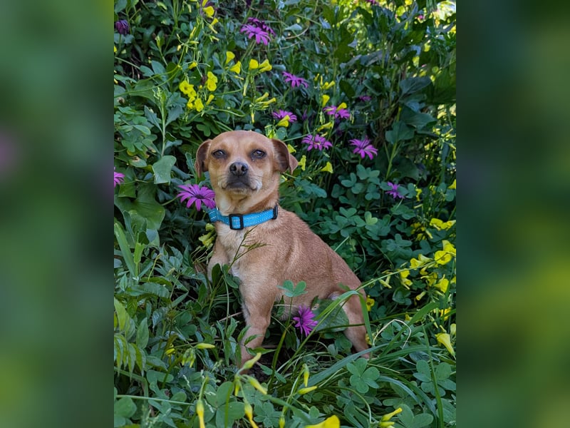 Kleine FIlly wartet in Portugal auf unserem Tierschutzhof!