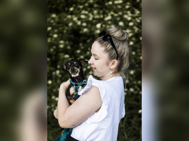 Pflegehund Paulo wartet in 49324 Melle auf dich!