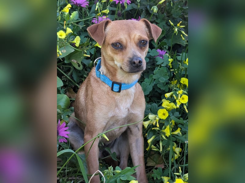 Kleine FIlly wartet in Portugal auf unserem Tierschutzhof!