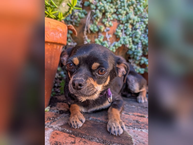 Kleine Pebbles wartet in Portugal auf unserem Tierschutzhof!