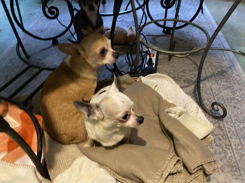 Chili, kleiner freundlicher CHI sucht….