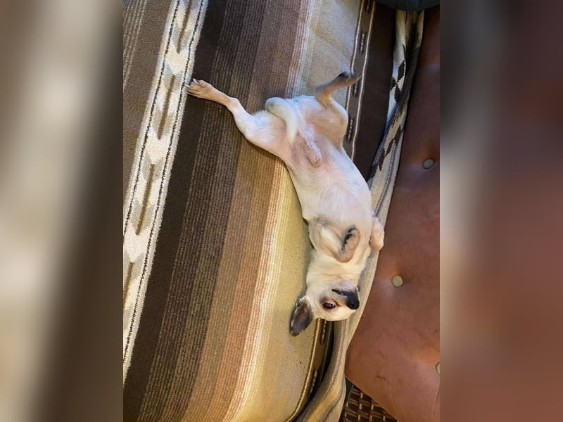 Tequila, kleiner weißer wunderschöner Chi