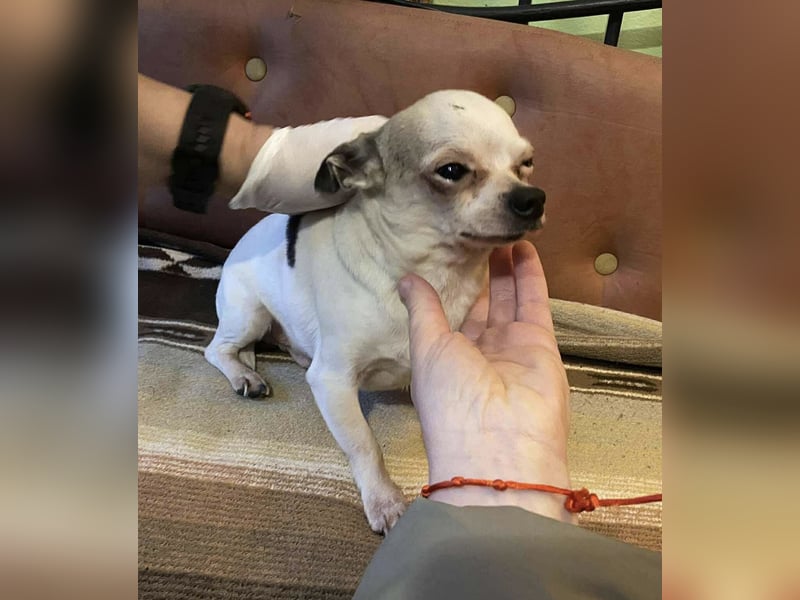 Tequila, kleiner weißer wunderschöner Chi