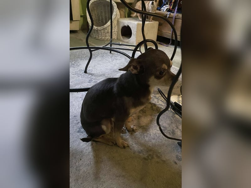 Geli, kleiner Chi Hundebub sucht…