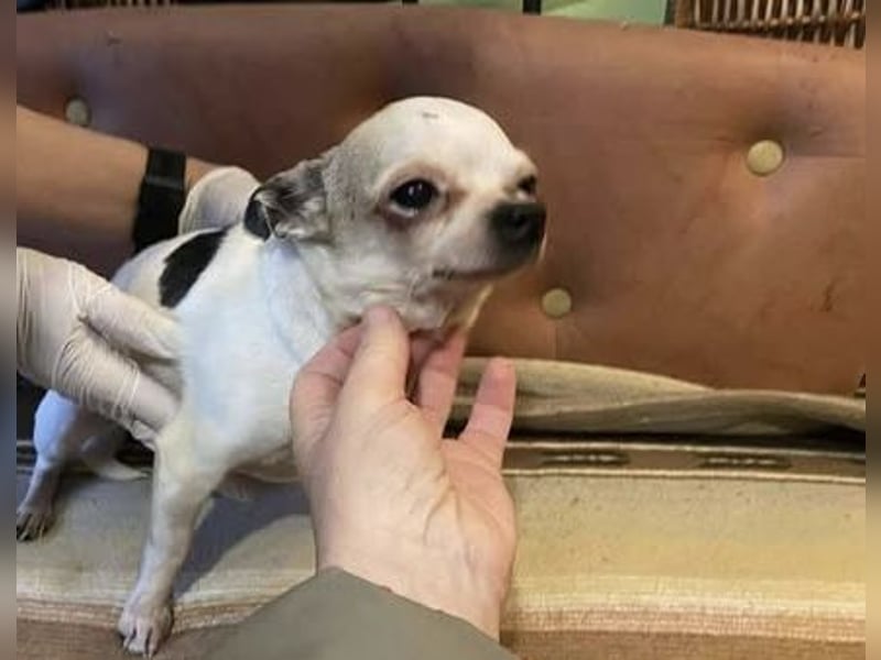 Tequila, kleiner weißer wunderschöner Chi