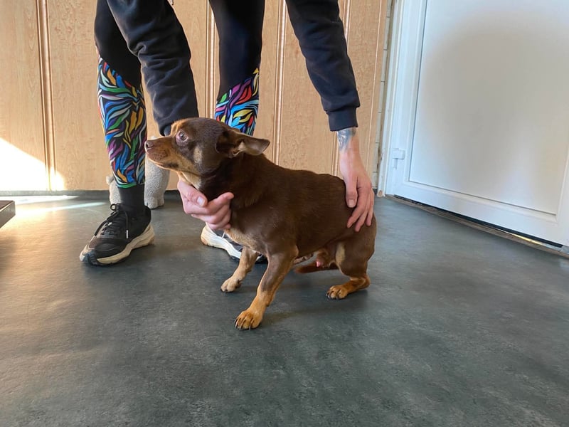 Champ, kleiner CHI sucht ruhiges Zuhause