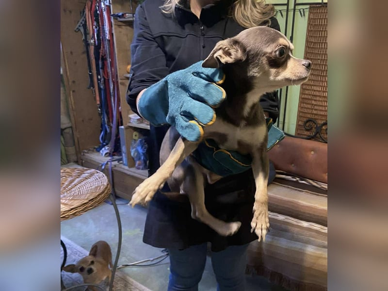 Geli, kleiner Chi Hundebub sucht…