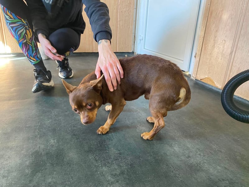 Champ, kleiner CHI sucht ruhiges Zuhause
