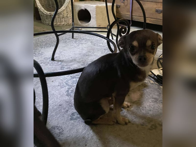 Geli, kleiner Chi Hundebub sucht…