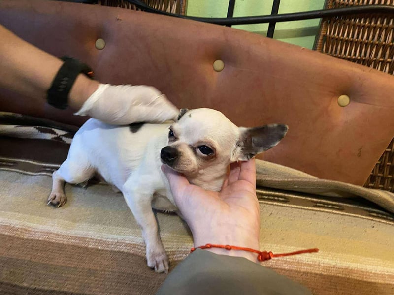 Tequila, kleiner weißer wunderschöner Chi