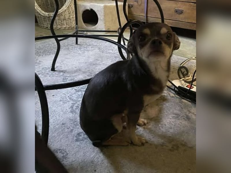 Geli, kleiner Chi Hundebub sucht…