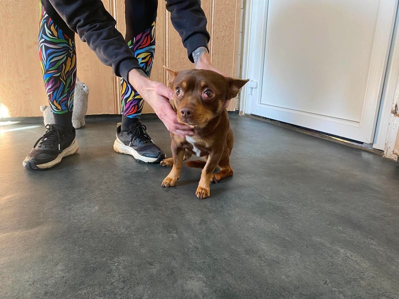 Champ, kleiner CHI sucht ruhiges Zuhause