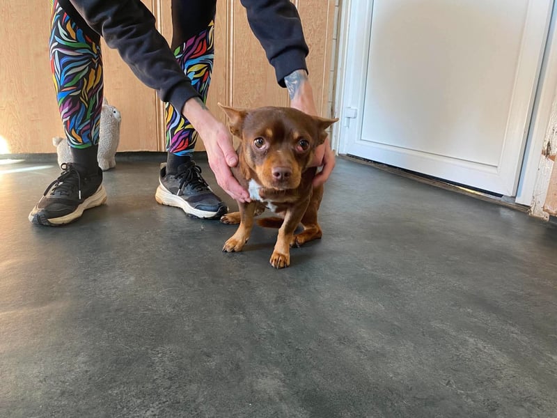Champ, kleiner CHI sucht ruhiges Zuhause
