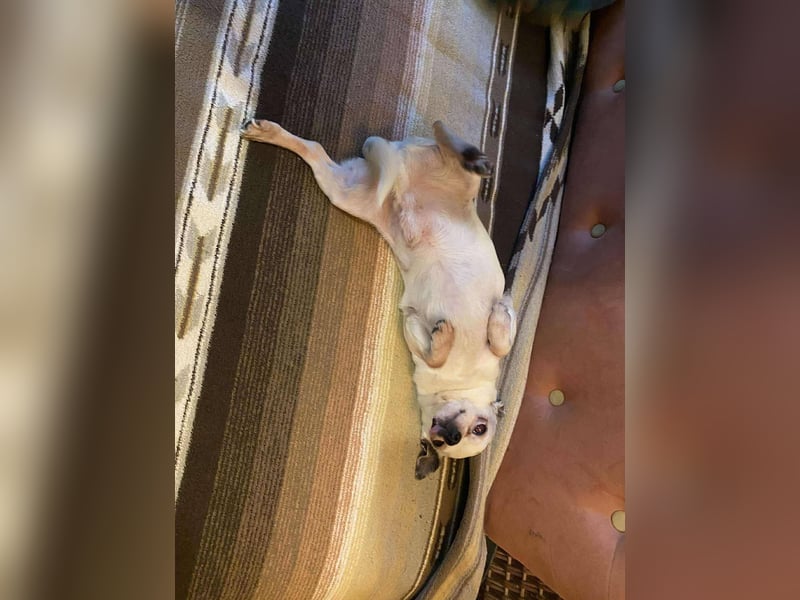 Tequila, kleiner weißer wunderschöner Chi