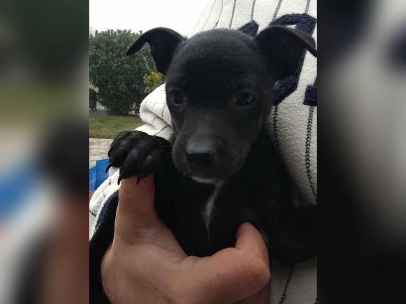 Noel, zauberhafte Chihuahuamischlings Hündin