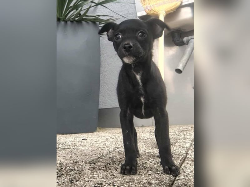 Noel, zauberhafte Chihuahuamischlings Hündin