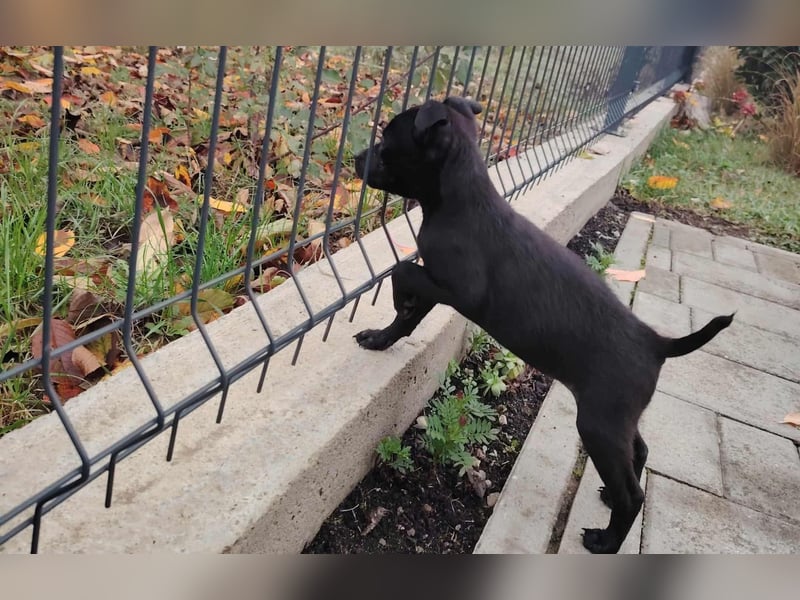 Noel, zauberhafte Chihuahuamischlings Hündin