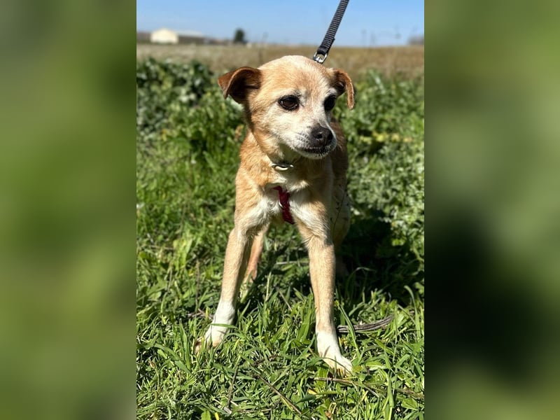 Yaya *Gnadenplatz gesucht*