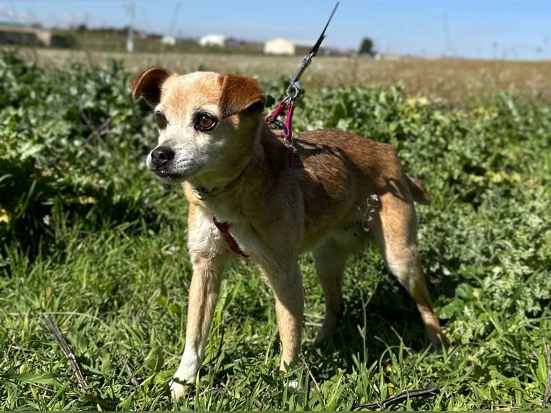 Yaya *Gnadenplatz gesucht*