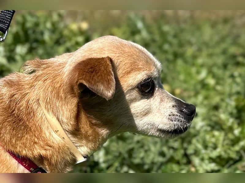 Yaya *Gnadenplatz gesucht*