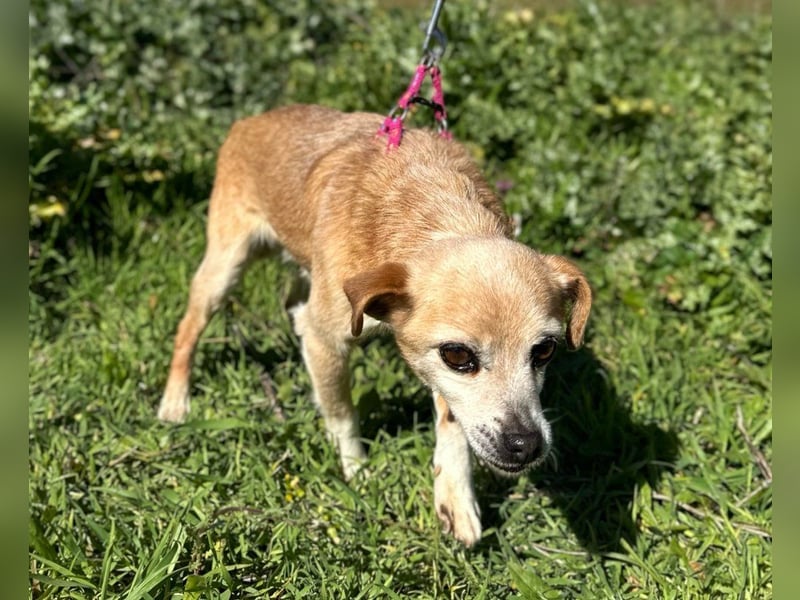 Yaya *Gnadenplatz gesucht*