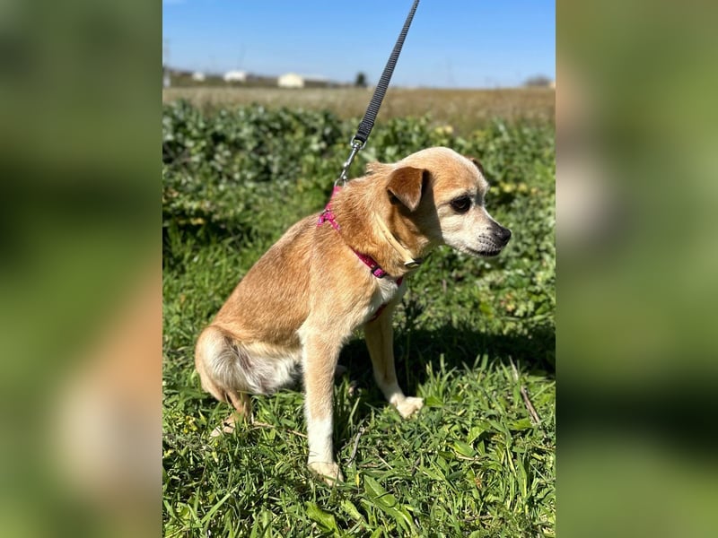 Yaya *Gnadenplatz gesucht*