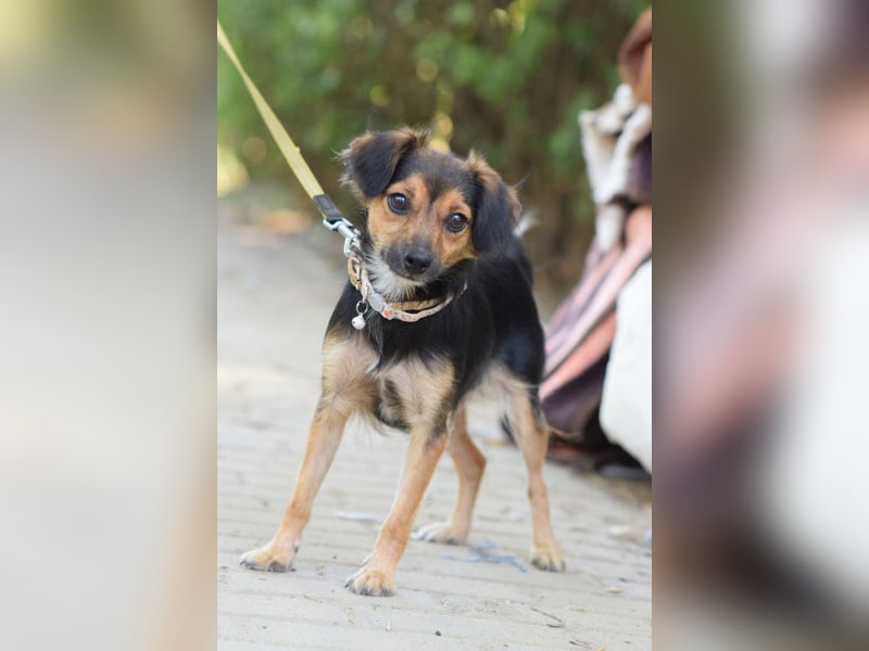 Missy - freundliche, liebevolle Hündin die gerne schmust